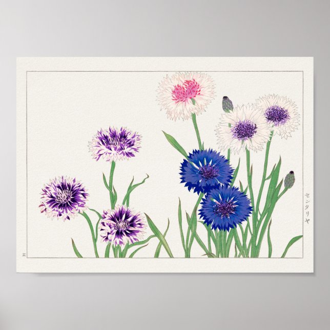 Cornflower by Tanigami Konan Poster (Front)