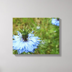 Cornflower Canvas Print