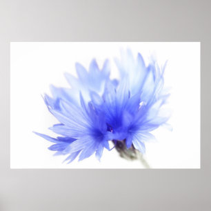 Cornflower close up poster