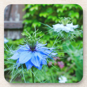 Cornflower Coaster