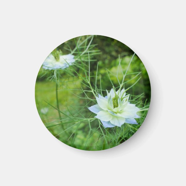 Cornflower Magnet (Front)