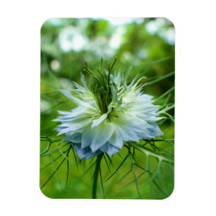 Cornflower Magnet