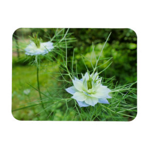 Cornflower Magnet