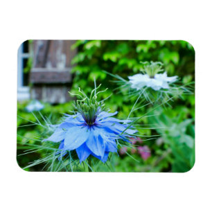 Cornflower Magnet