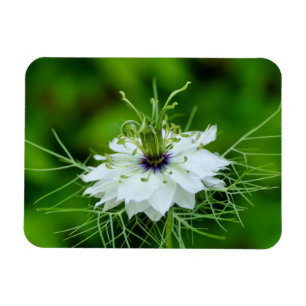 Cornflower Magnet