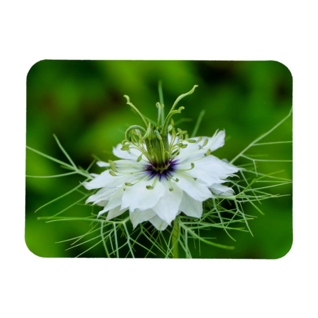 Cornflower Magnet (Horizontal)