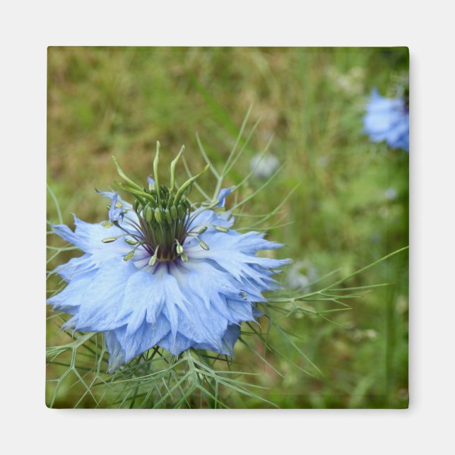 Cornflower Magnet (Front)