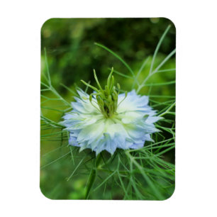 Cornflower Magnet