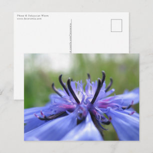 Cornflower Nature Photo Postcard