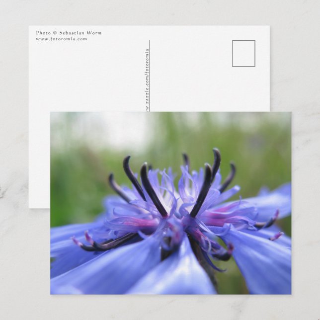 Cornflower Nature Photo Postcard (Front/Back)