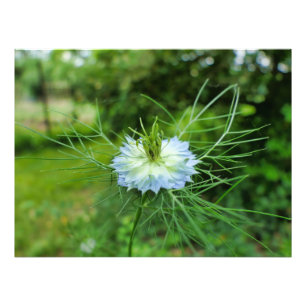 Cornflower Photo Print