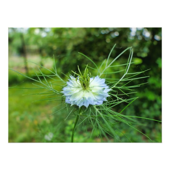 Cornflower Photo Print (Front)