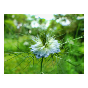 Cornflower Photo Print