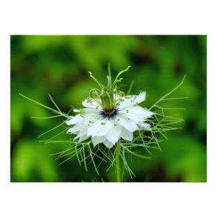 Cornflower Photo Print