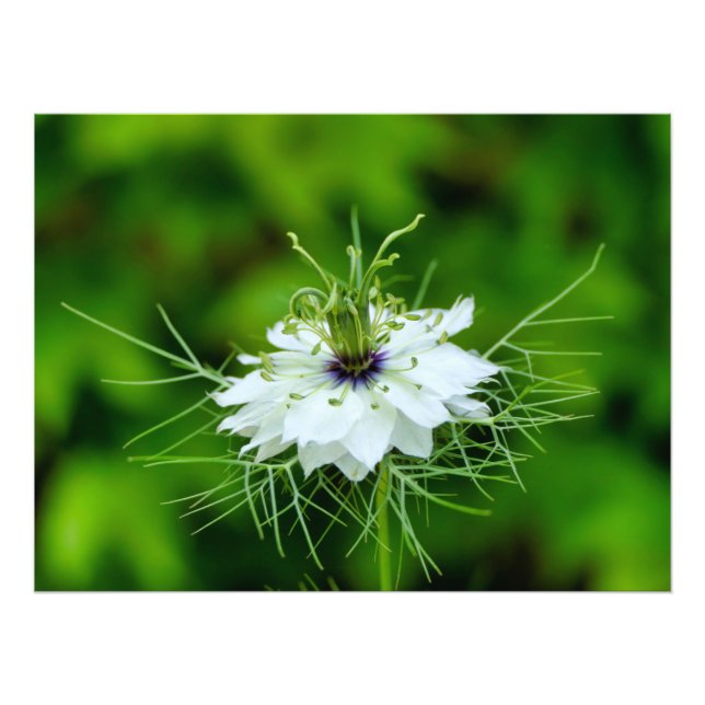 Cornflower Photo Print (Front)