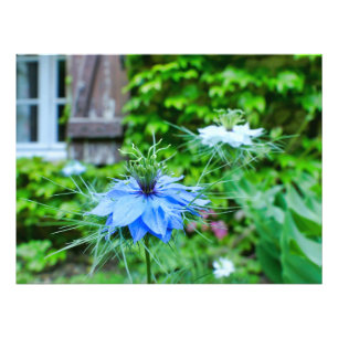 Cornflower Photo Print