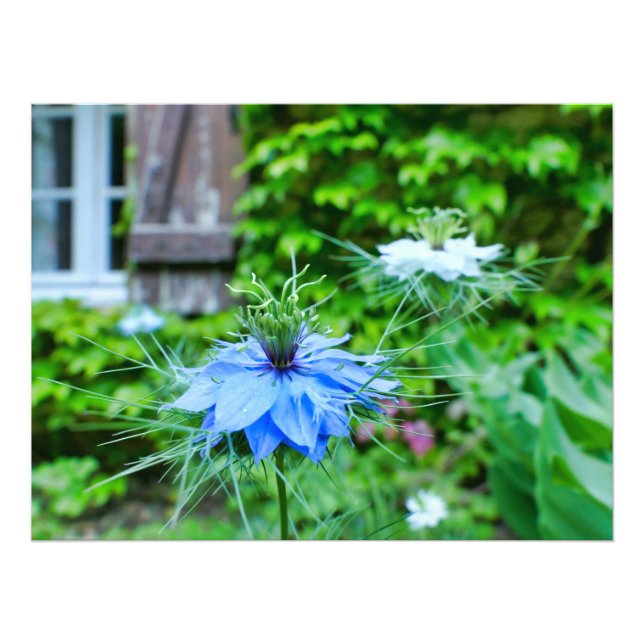 Cornflower Photo Print (Front)