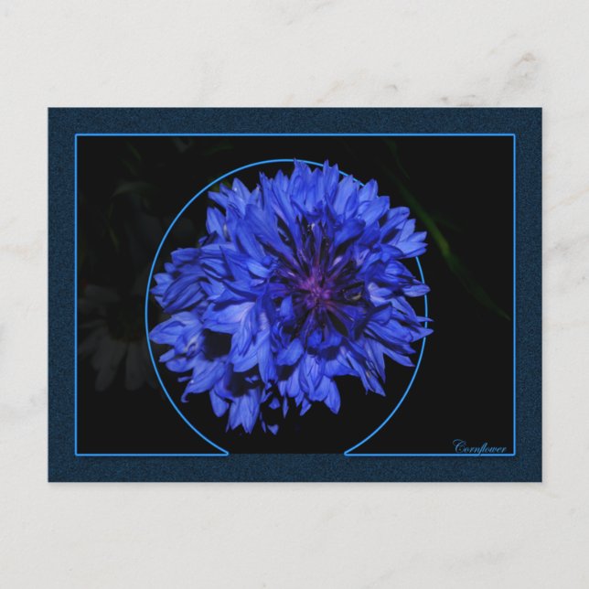 Cornflower Postcard (Front)