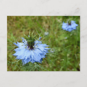 Cornflower Postcard