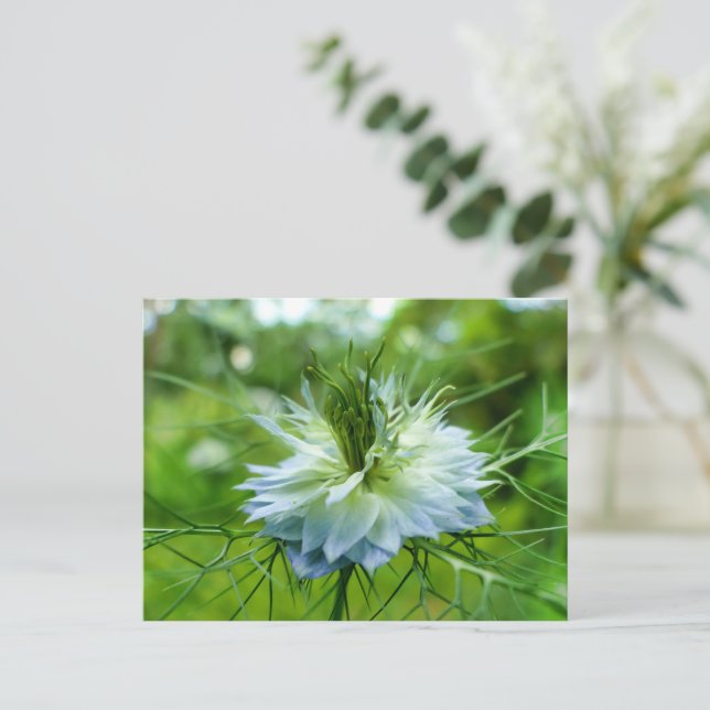Cornflower Postcard (Standing Front)