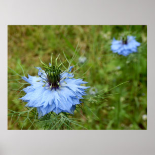 Cornflower Poster