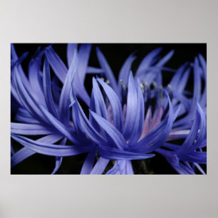 Cornflower Poster