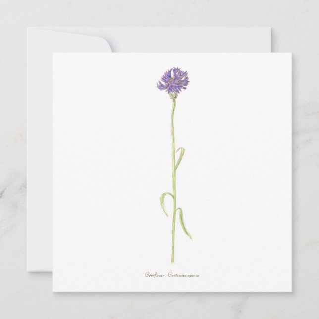 Cornflower watercolor  card (Front)
