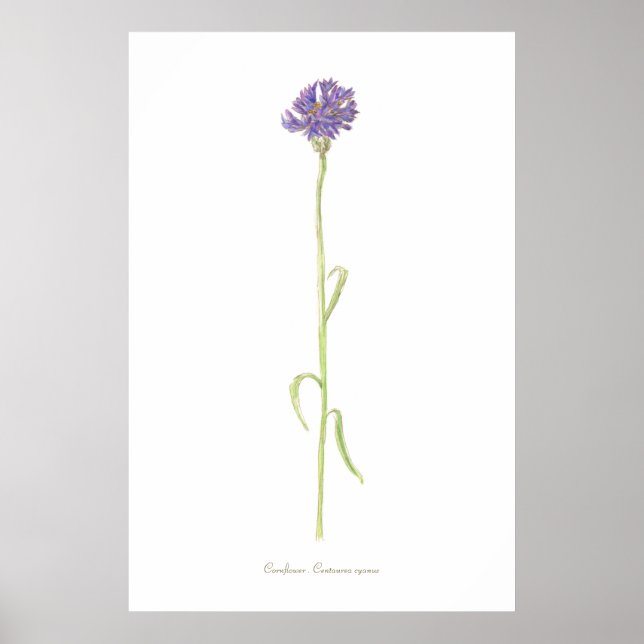 Cornflower watercolor poster (Front)