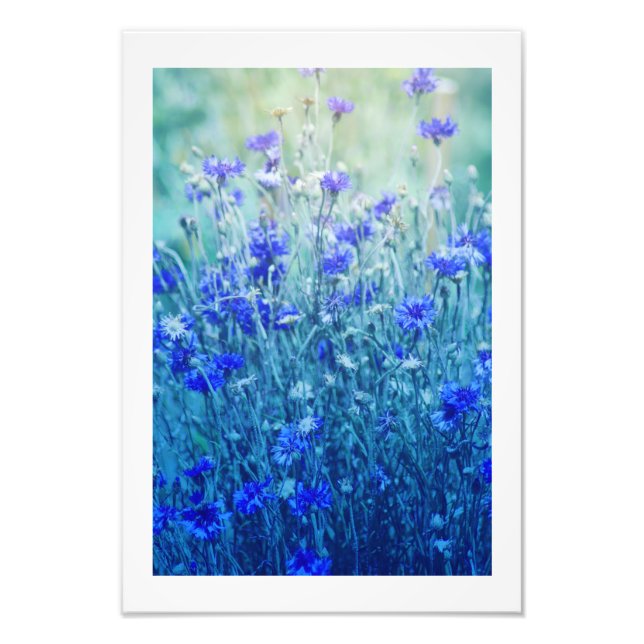 Cornflowers Photo Print (Front)