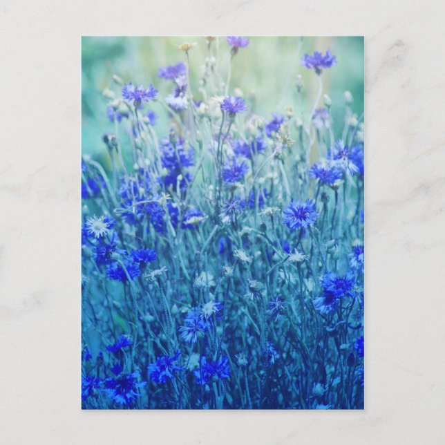 Cornflowers Postcard (Front)