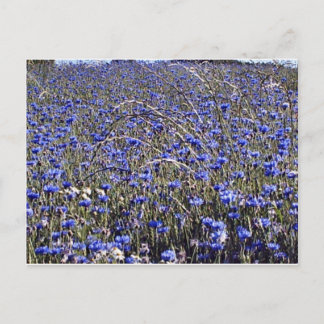 cornflowers postcard