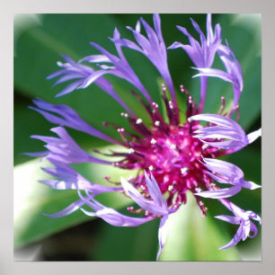 Cornflowers Poster Print