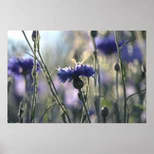 Cornflowers Summer Evening Meadow Poster