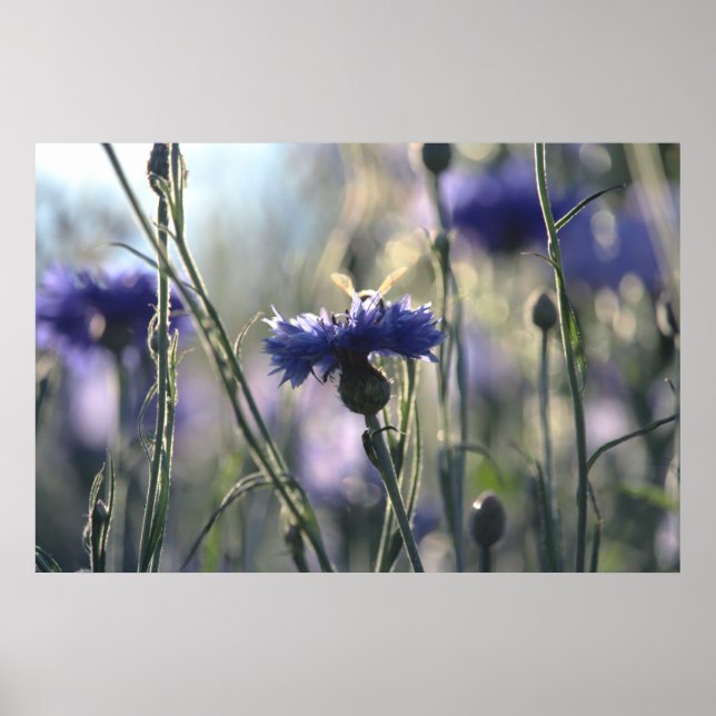 Cornflowers Summer Evening Meadow Poster (Front)