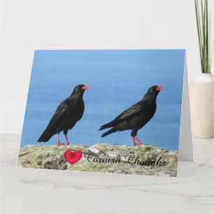 Cornish Choughs (Palores) Pyrrhocorax pyrrhocorax Card