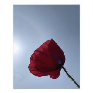 Cornish red poppy with grey sky photo print