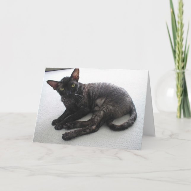 Cornish Rex Card (Front)