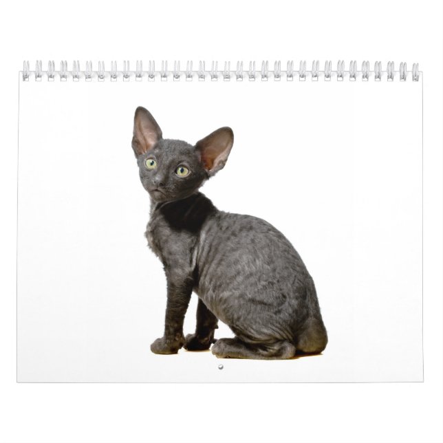 Cornish Rex Kittens calendar (Cover)