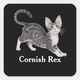 Cornish Rex Square Sticker