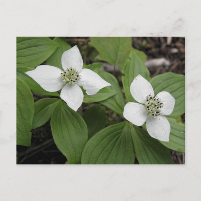 Cornouiller du Canada Postcard (Front)