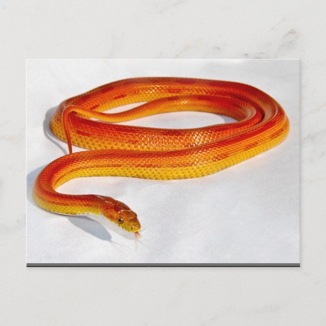 CornSnakeCorner Striped Cornsnake ... - Customised Postcard (Front)