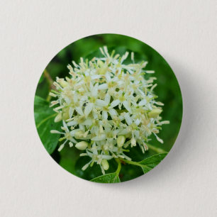 Cornus sanguinea Badge
