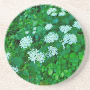 Cornus sanguinea  coaster