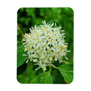 Cornus sanguinea  magnet
