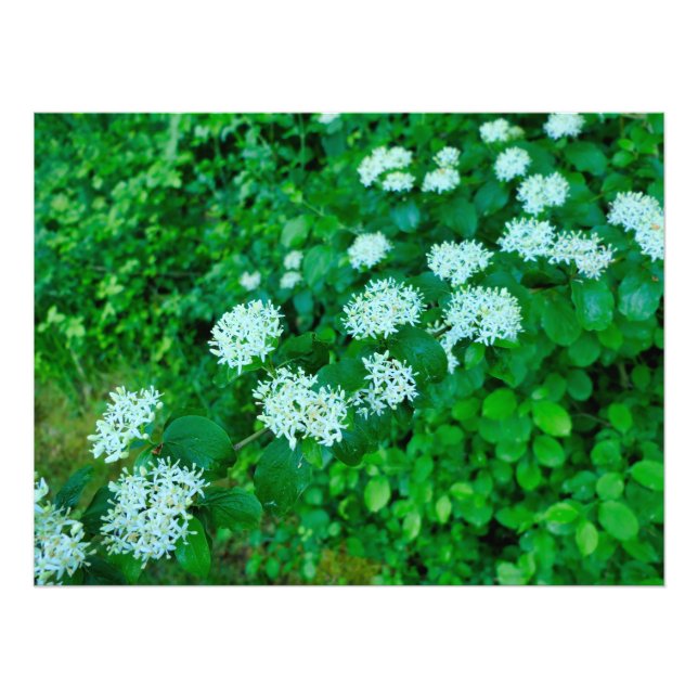 Cornus sanguinea  photo print (Front)