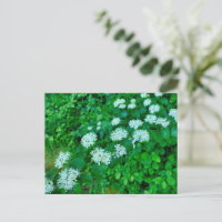 Cornus sanguinea 