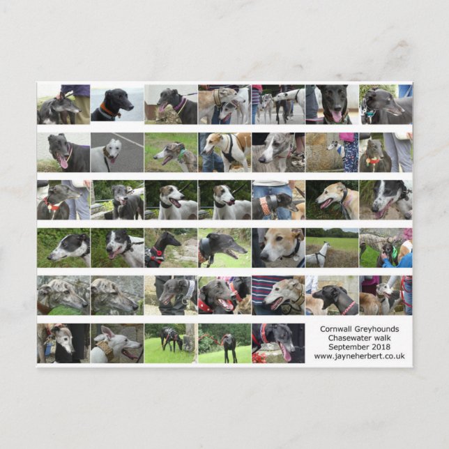 Cornwall Greyhounds - Sept 2018 Postcard (Front)
