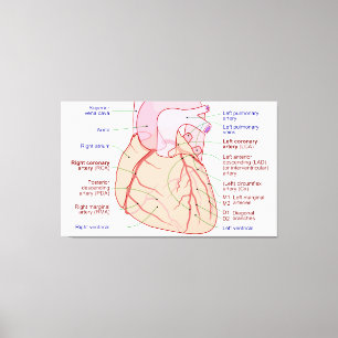 Coronary Arteries Circulation Diagram Human Heart Canvas Print