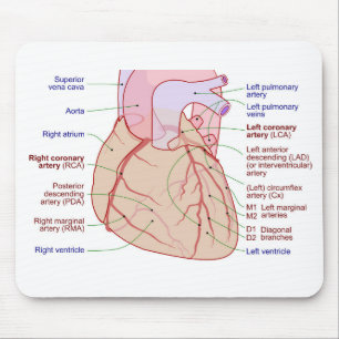 Coronary Arteries Circulation Diagram Human Heart Mouse Pad