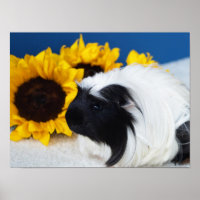 Coronet Guinea Pig Poster